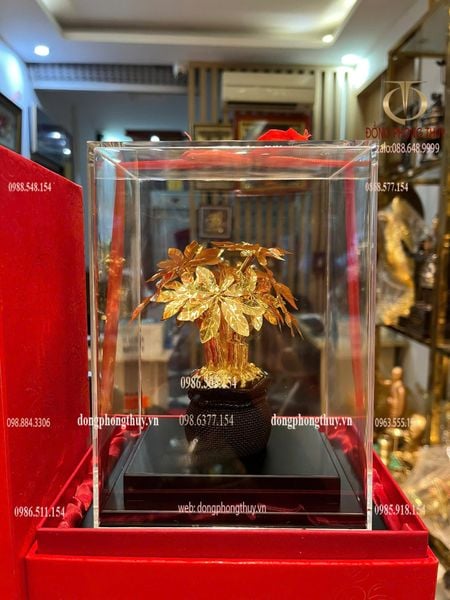 Cây kim tiền mạ vàng 24k