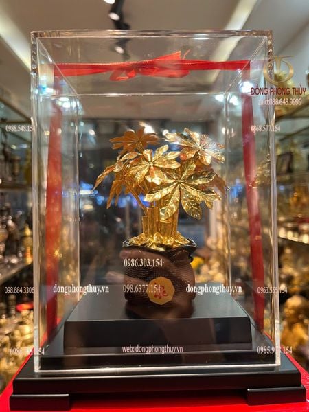 Cây kim tiền mạ vàng 24k