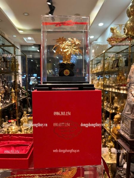 Cây kim tiền mạ vàng 24k