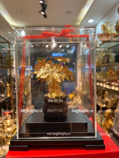 Cây kim tiền mạ vàng 24k