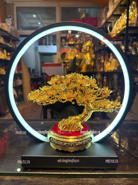 Cây mai vàng 24k