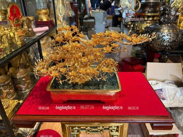 Cây mai vàng 24k