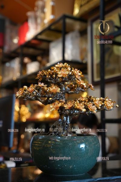 Cây mai vàng 24k bonsai