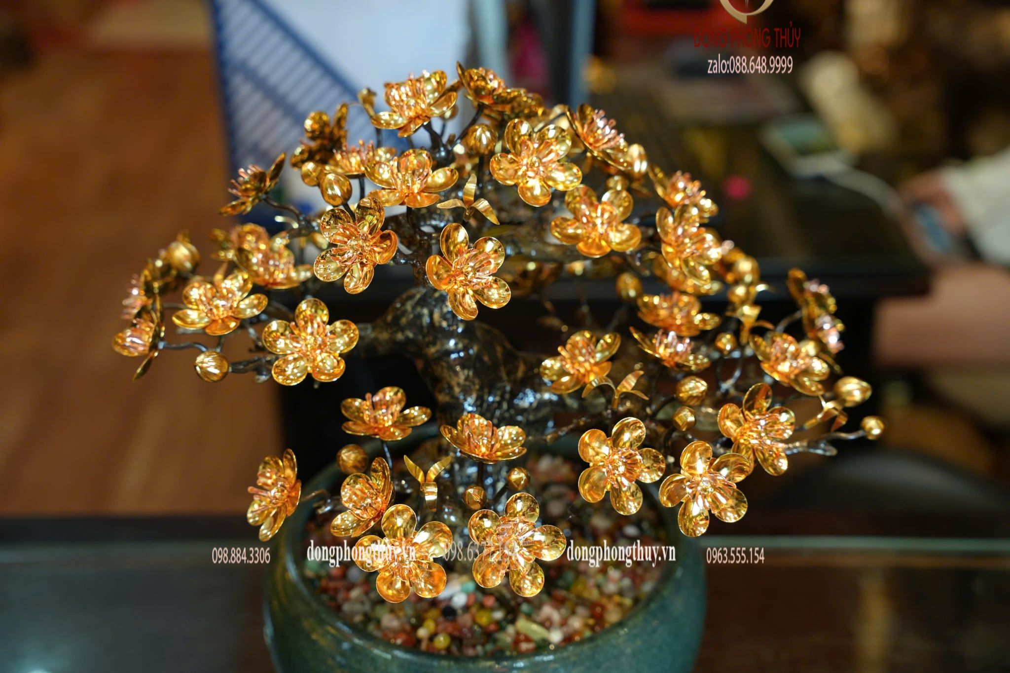 Cây mai vàng 24k bonsai