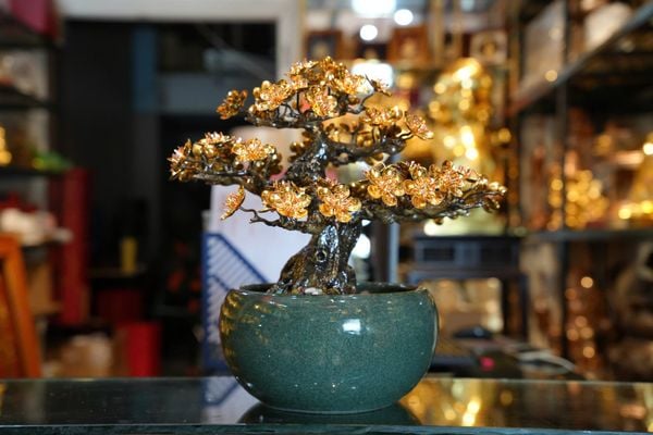 Cây mai vàng 24k bonsai