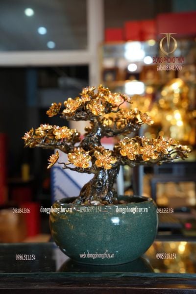 Cây mai vàng 24k bonsai