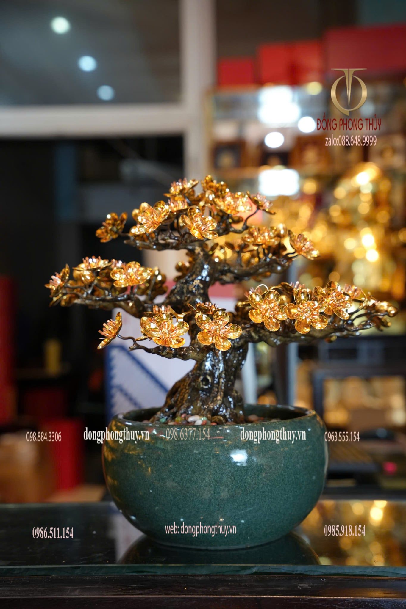 Cây mai vàng 24k bonsai