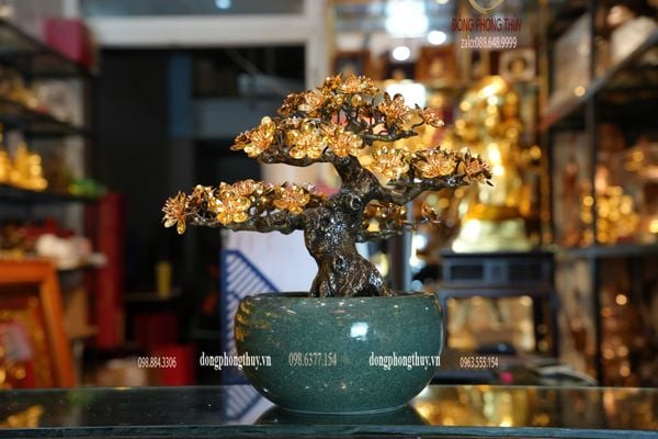 Cây mai vàng 24k bonsai