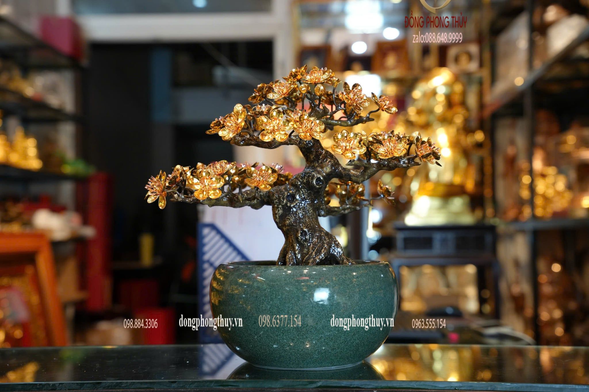 Cây mai vàng 24k bonsai