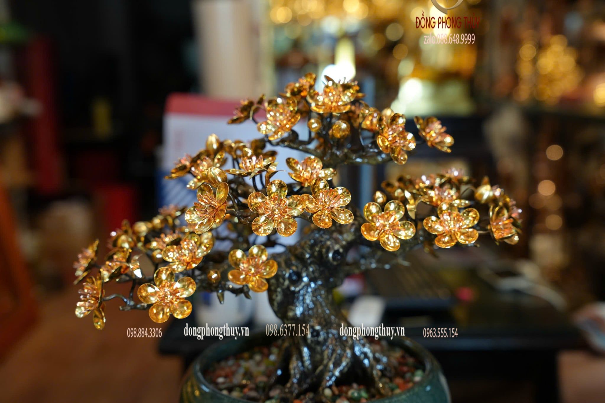 Cây mai vàng 24k bonsai