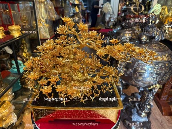 Quà tặng mạ vàng: Chậu Mai vàng 24k đế vuông bằng đồng mạ vàng