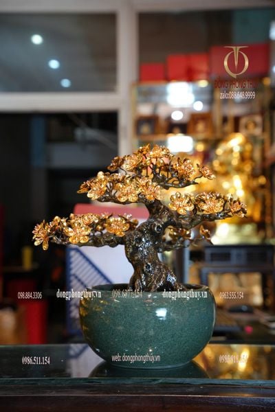 Cây mai vàng 24k bonsai