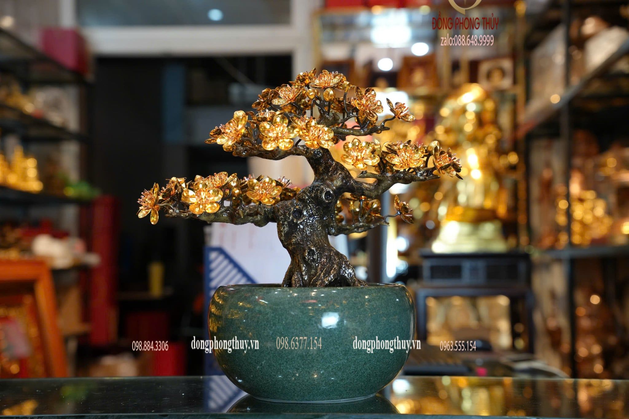 Cây mai vàng 24k bonsai