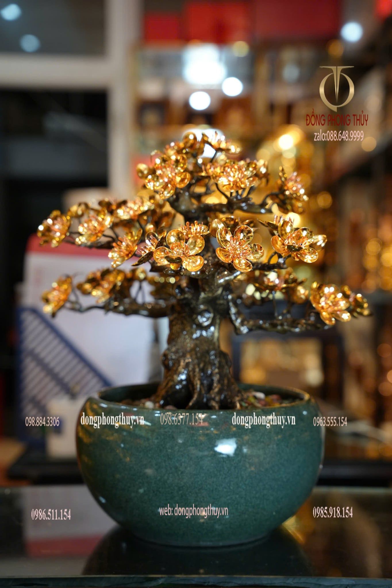 Cây mai vàng 24k bonsai