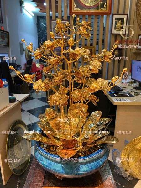Cây hoa lan mạ vàng 24k