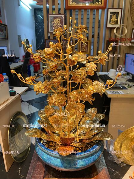 Cây hoa lan mạ vàng 24k