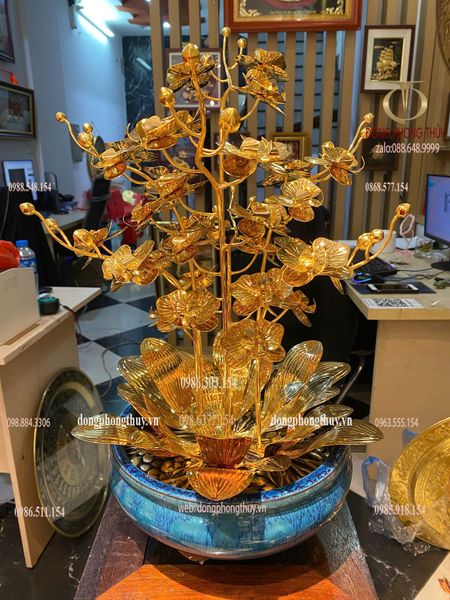 Cây hoa lan mạ vàng 24k