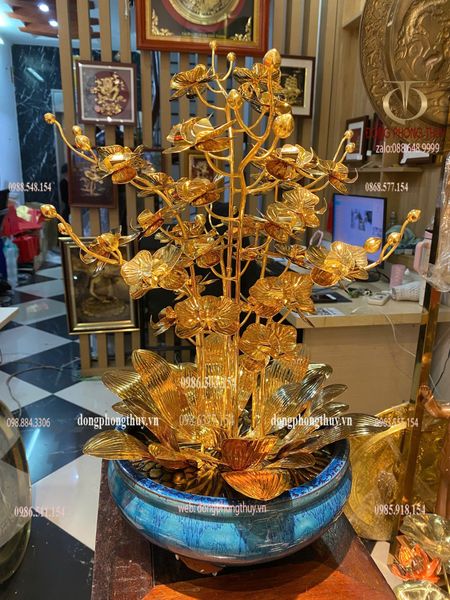 Cây hoa lan mạ vàng 24k