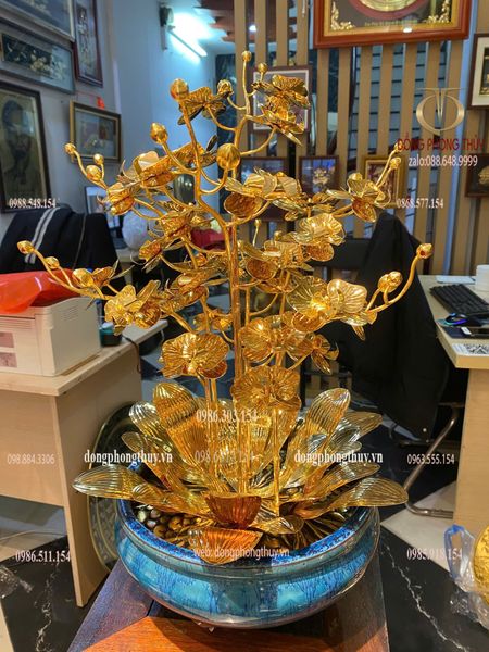 Cây hoa lan mạ vàng 24k