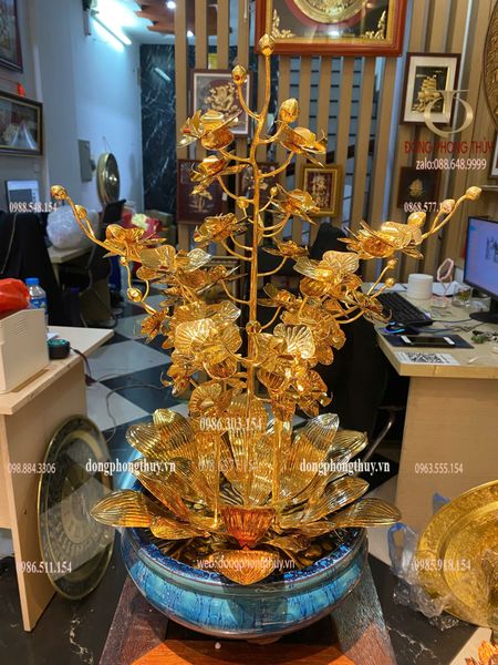 Cây hoa lan mạ vàng 24k