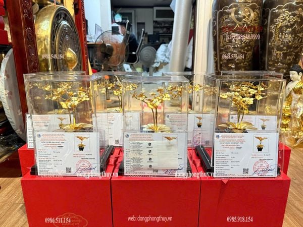 Quà tặng: hoa lan 3 cành mạ vàng 24k