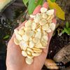Hạnh Nhân Ngọt tỉnh Hà Bắc