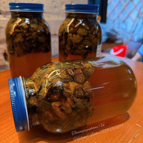  Kha tử già ngậm mật ong rừng 