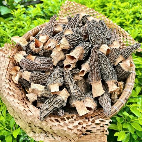  Nấm bụng dê nấm quý tây bắc bồi bổ cơ thể ( goat belly mushroom ) 