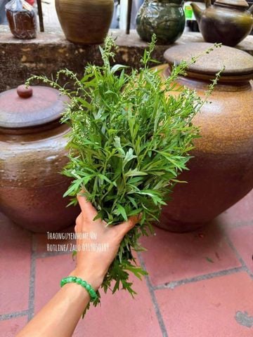  Tinh dầu Ngải cứu bi lăn trị liệu 10ml 