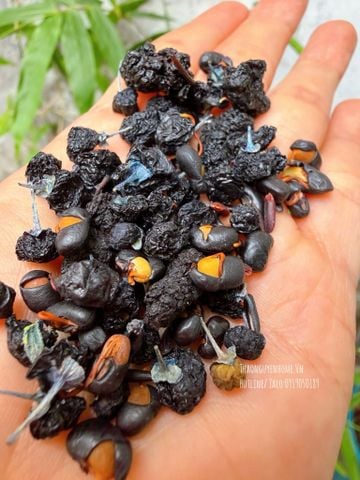  Trà dưỡng thận mùa đông hũ 300gram 