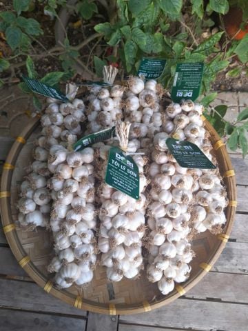  Tỏi Lý Sơn Hướng Hữu cơ - Loại 250g - DORI A1 ( KM đến hết 30/7/25) Mua 04 Tặng 01 