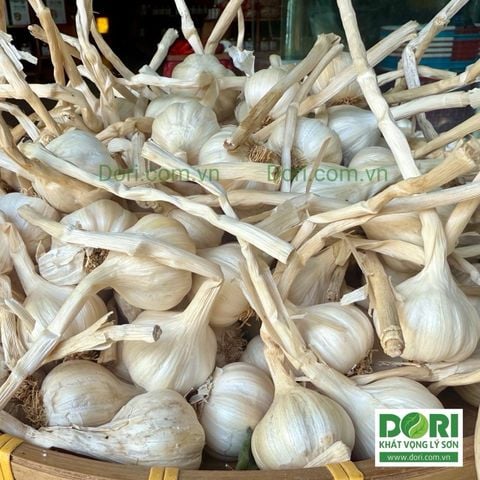  Tỏi Dori Lý Sơn - Gold - Loại đặc biệt - túi lưới 1kg ( KM đến hết 30/4/25) 