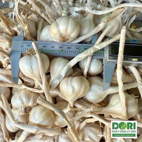  Tỏi Dori Lý Sơn - Gold - Loại đặc biệt - túi lưới 1kg ( KM đến hết 30/4/25) 