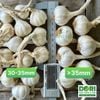 Tỏi Dori Lý Sơn - Gold - Loại đặc biệt - túi lưới 1kg ( KM đến hết 30/4/25)