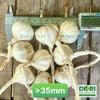 Tỏi Dori Lý Sơn - Gold - Loại đặc biệt - túi lưới 1kg ( KM đến hết 30/4/25)