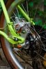 Xe đạp mini Velo Orange với rất nhiều Paul và Chris King