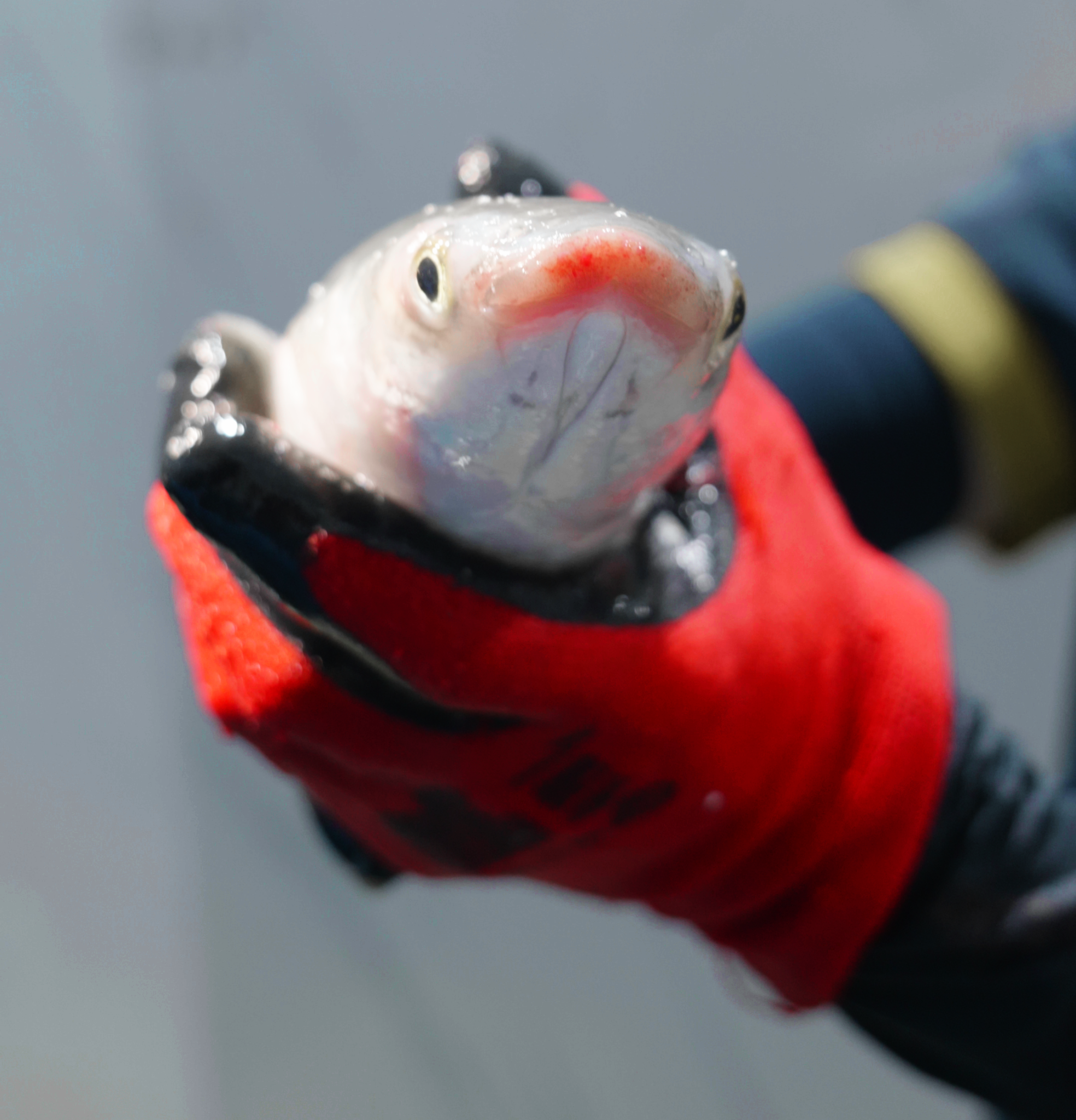  Cá Đối Tuyết (Môi Đỏ) - Sống 