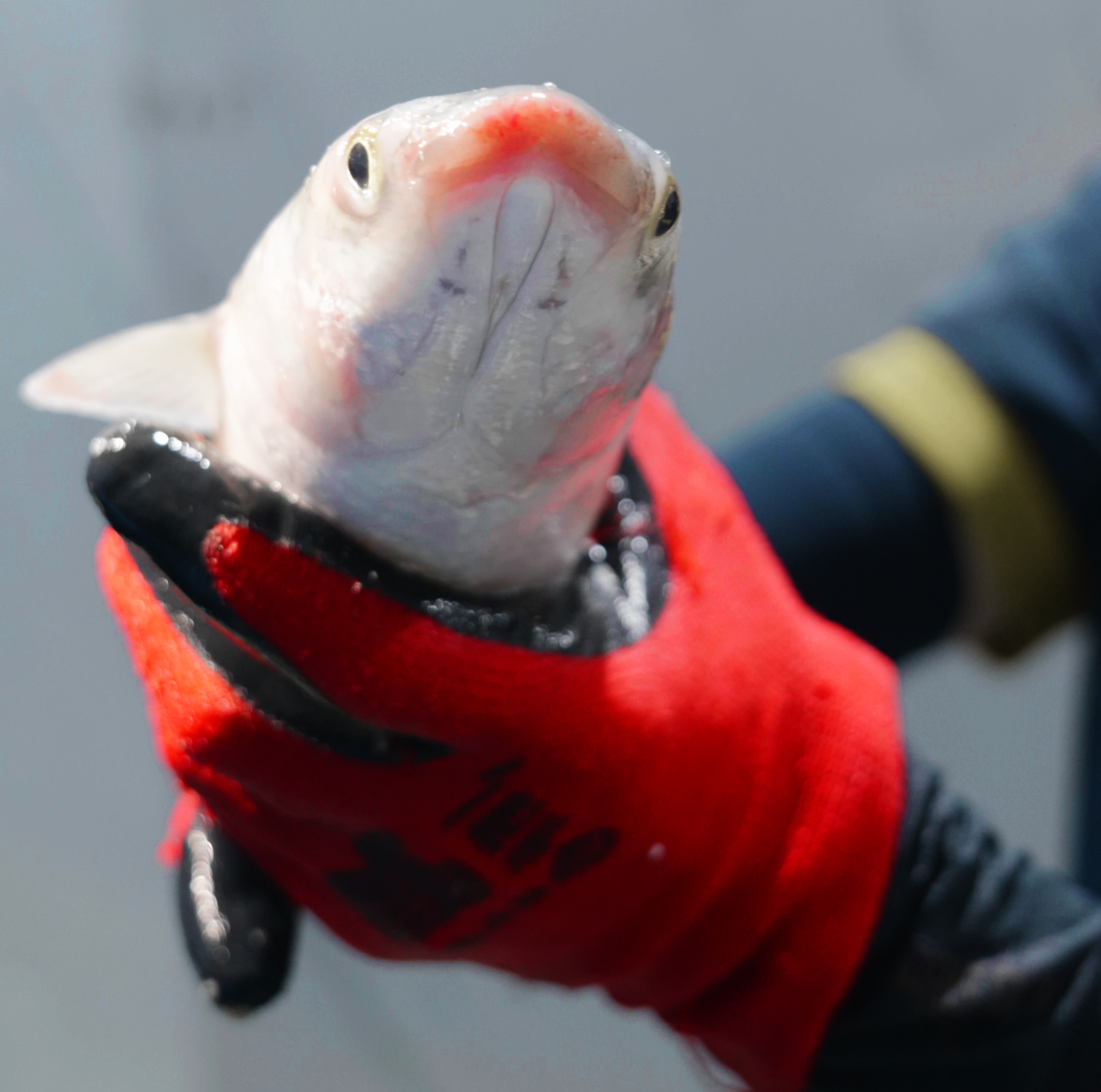  Cá Đối Tuyết (Môi Đỏ) - Sống 