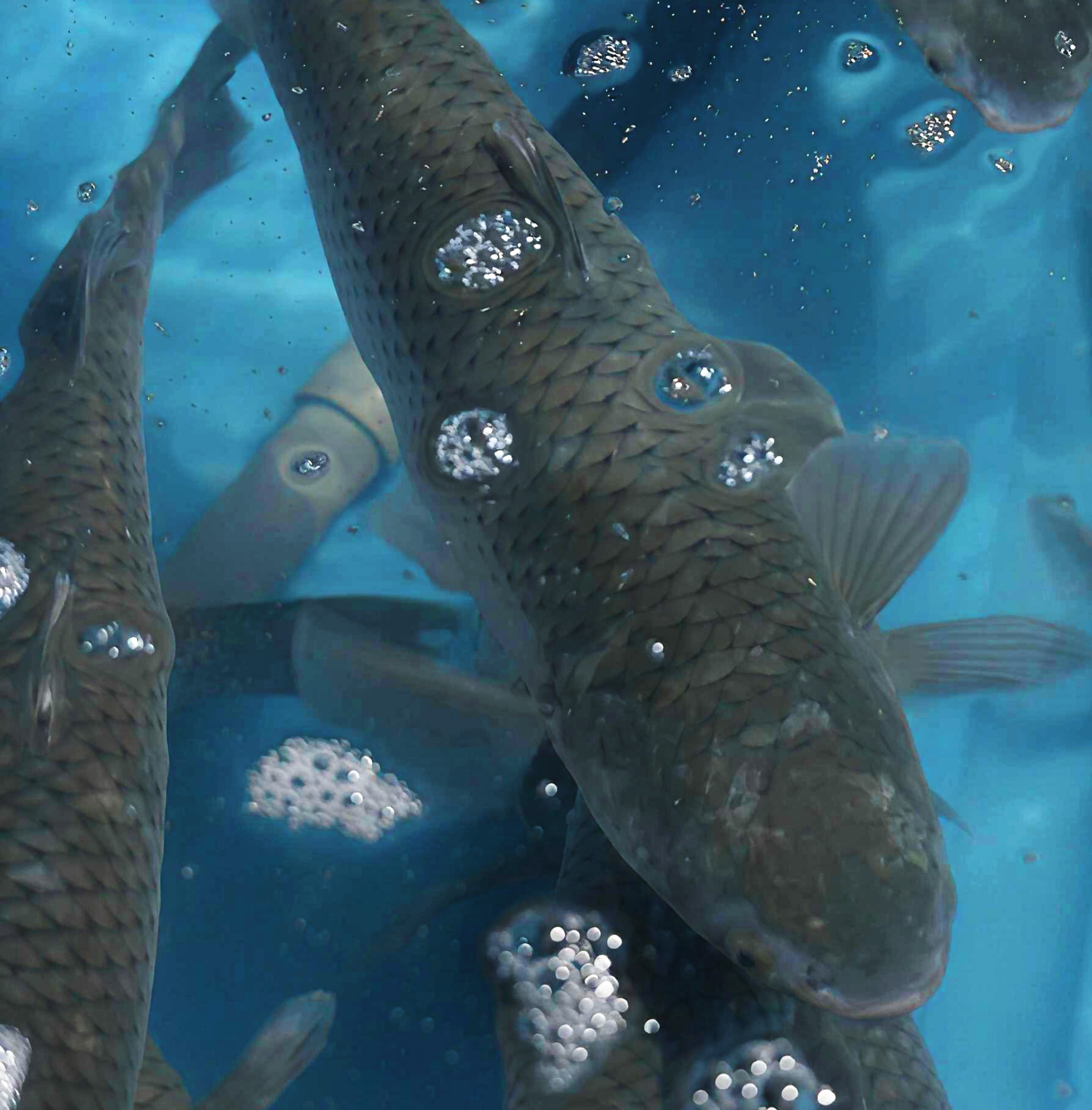  Cá Đối Tuyết (Môi Đỏ) - Sống 