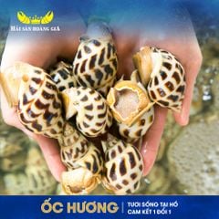  Ốc Hương Lớn (Size 20-50 Con/Kg) - Sống 