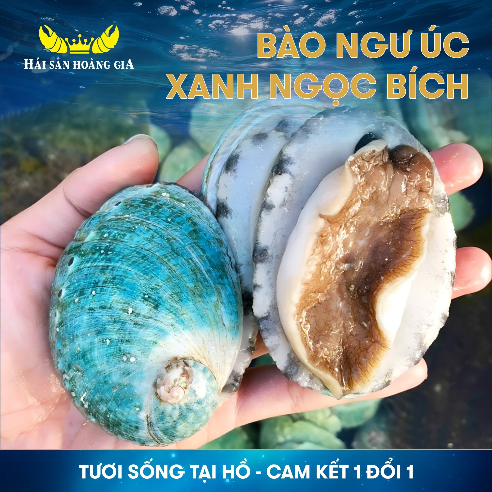  Bào Ngư Úc Xanh Ngọc Bích - Sống 