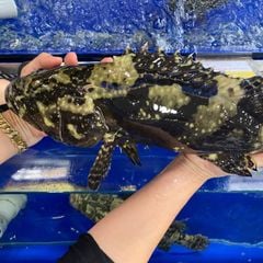 cá mú trân châu sống tại Hải Sản Hoàng Gia