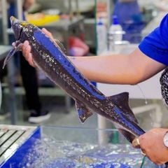 Cá tầm sống - Hải Sản Hoàng Gia