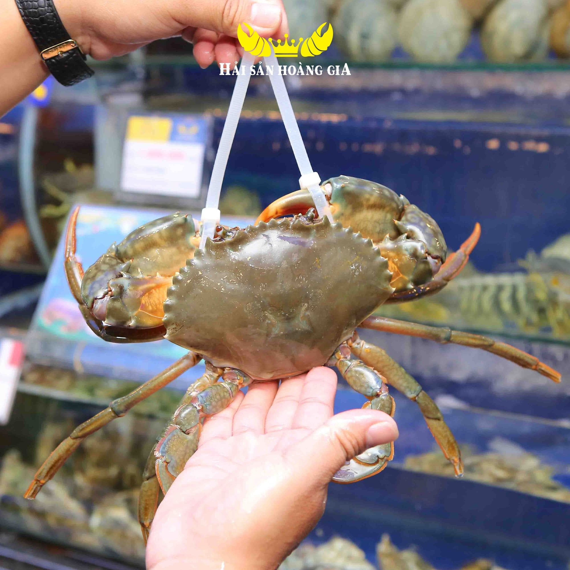  Cua Thịt Cà Mau Không Dây - Sống 