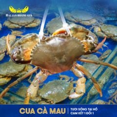  Cua Thịt Cà Mau Không Dây - Sống 