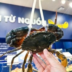 Cua gạch Cà Mau - Hải Sản Hoàng Gia