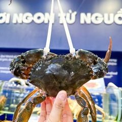 Cua thịt Cà Mau tại Hải Sản Hoàng Gia