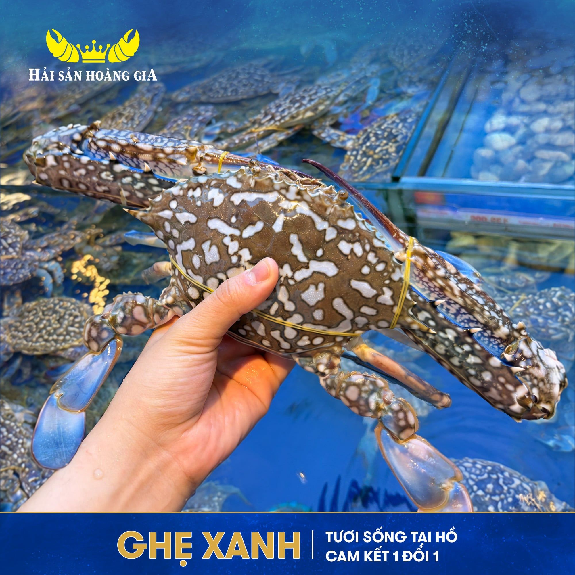  Ghẹ Xanh Loại 1 - Sống 
