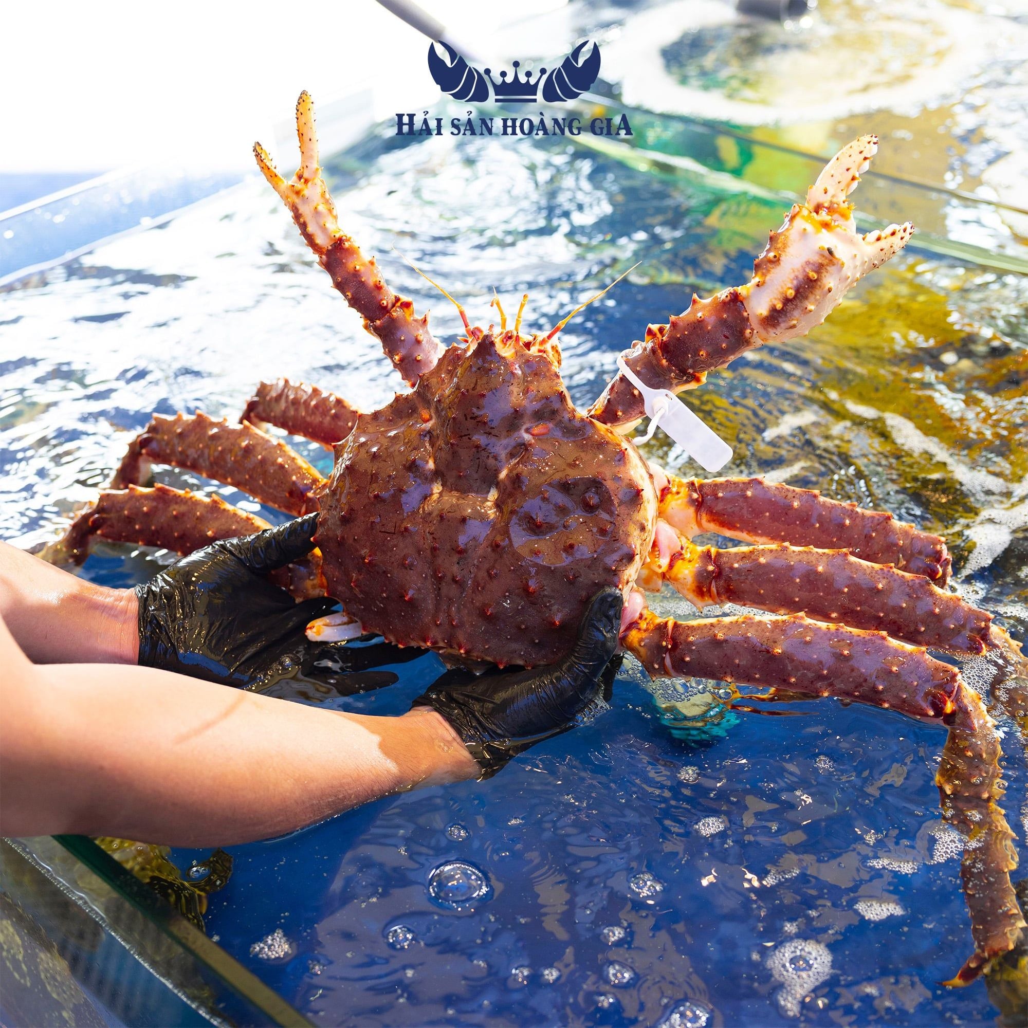  Cua Hoàng Đế - King Crab Đỏ - Sống 