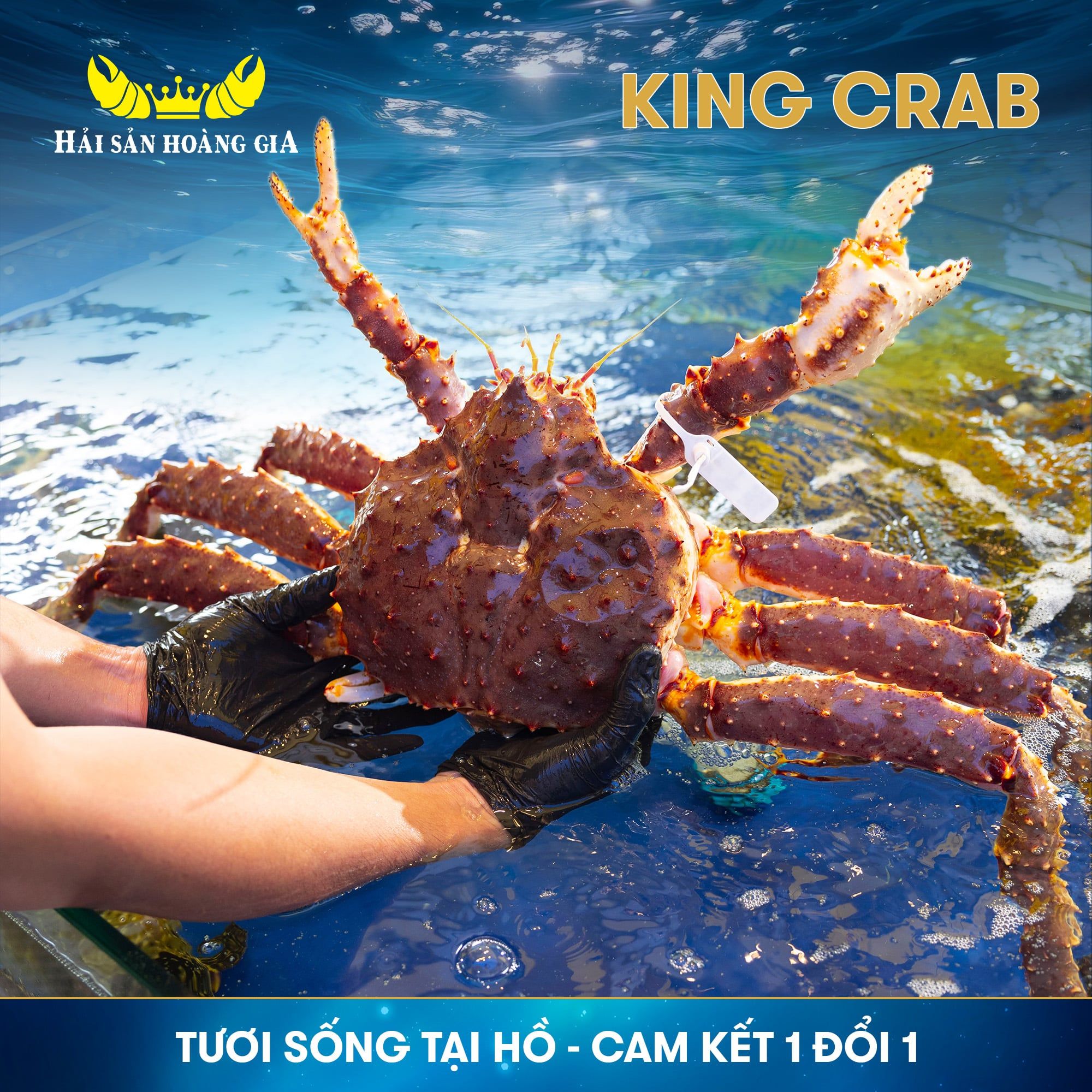  Cua Hoàng Đế - King Crab Đỏ - Sống 